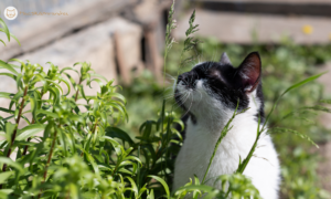 macska-fuvet-ragcsal