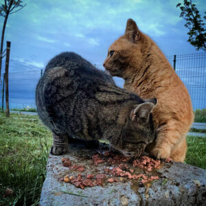 Kóbor cicák az utcán