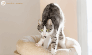 7 szokatlan, de gyakori macska viselkedés