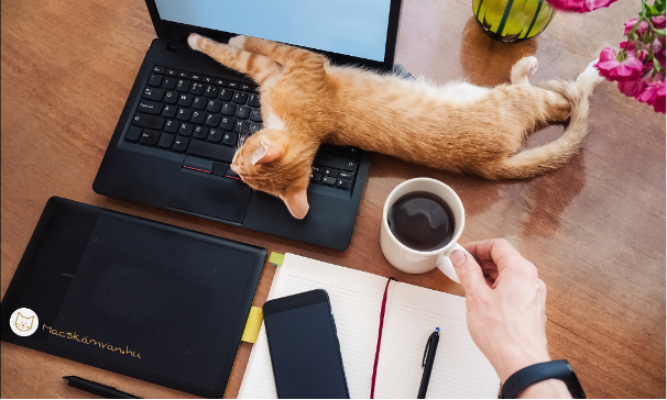 A macskák alvási szokásai sokszor meghökkentőek. Forrás: Canva