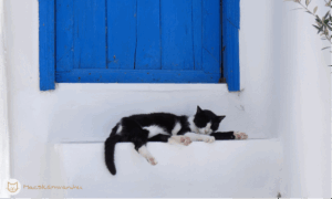 Mi legyen a macskával a nyaralás alatt?