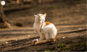 Így védd meg a cicádat a nyári élősködőktől