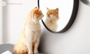 Mit mond a cicád viselkedése rólad? 5 dolog, amit biztosan nem gondoltál