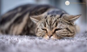 7 rejtett jel, ami azt üzeni, hogy baj van a macskával