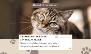 7 év feletti a macskád? Akkor ezek a betegségek nagyobb kockázatot jelentenek