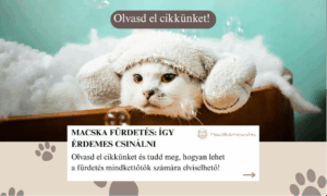 Macska fürdetés: így csináld, hogy mindkettőtök számára elviselhető legyen