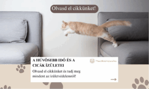 A hűvösebb idő és a cicák ízületei: mire figyelj, hogy kedvenced ne szenvedjen