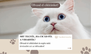 Mit tegyél, ha cicád fél a vihartól? Praktikus tippek gazdiknak