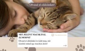 Macskával álmodni