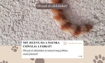 macska farokcsóválás