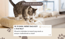 Miért dagaszt a macska?