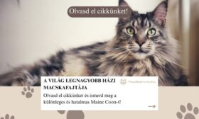 Maine Coon