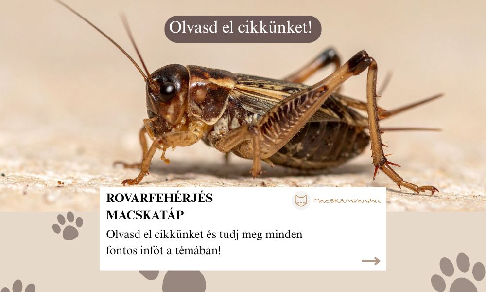 rovarfehérje