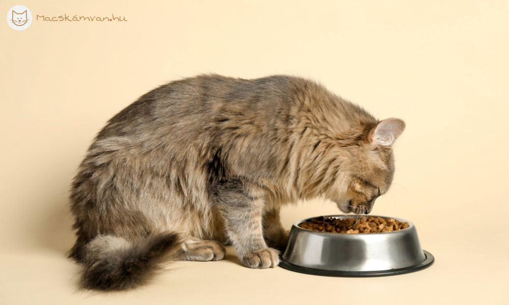 rovarfehérjés macskatáp