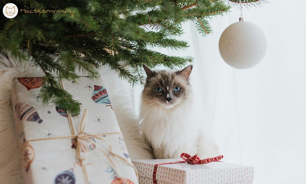 Ajándékötletek macskáknak