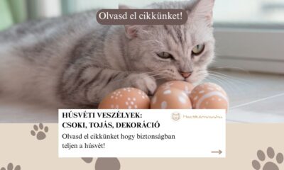 Húsvéti veszélyek