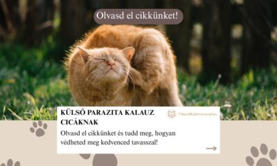 Külső paraziták