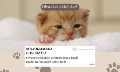 kölyökmacska