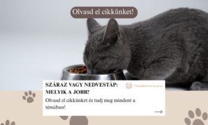 Száraz vagy nedvestáp