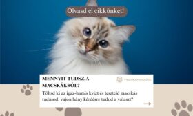 kvíz