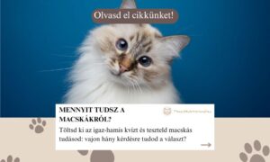 kvíz