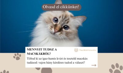 kvíz