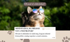 melege van a macskának