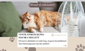 macska ventilátor