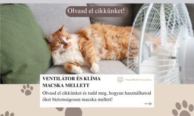 macska ventilátor