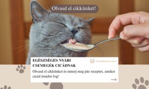 nyári csemegék