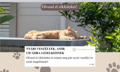 Nyári veszélyek