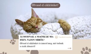 álmodnak a macskák
